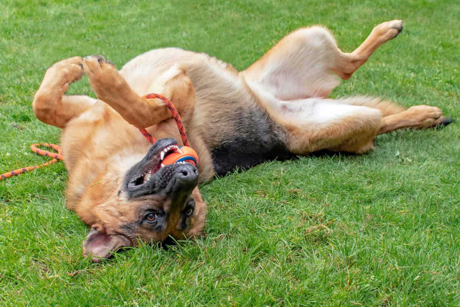 german shepherd dog having fun and rolling in the grass