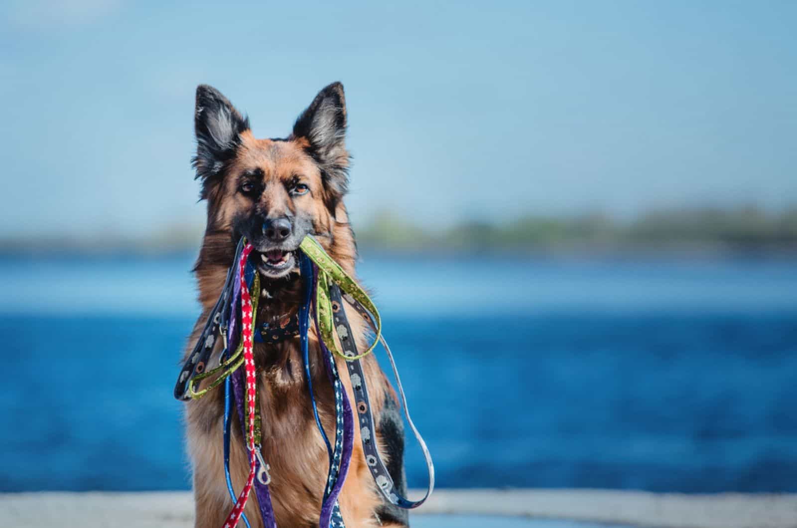 german shepherd dog holding leashes in mouth