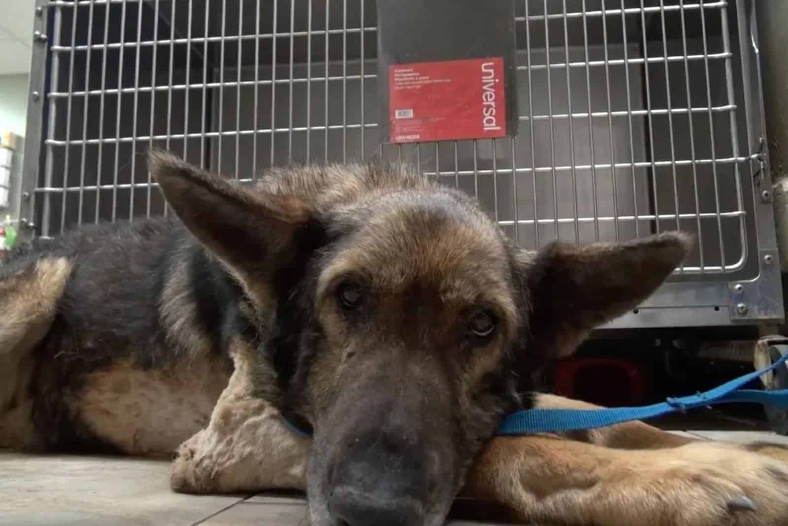 german shepherd dog in bad condition lying on the ground