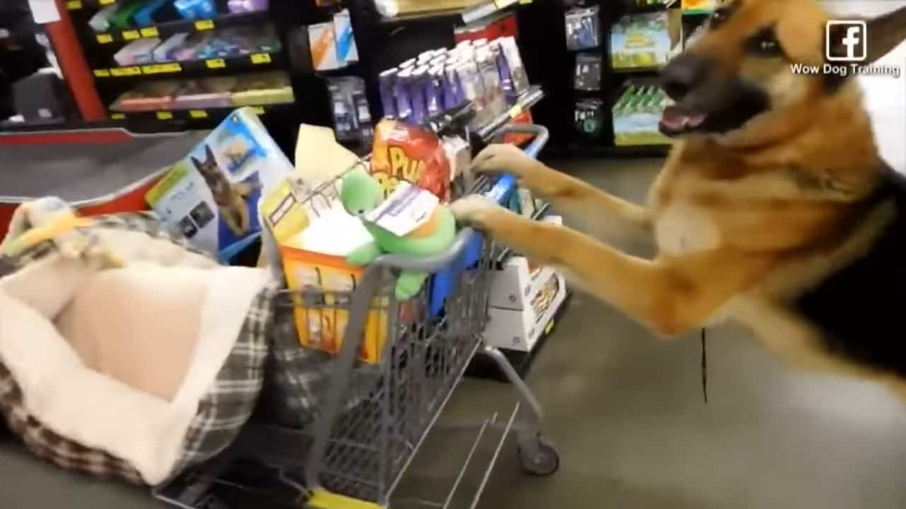 german shepherd dog in shopping