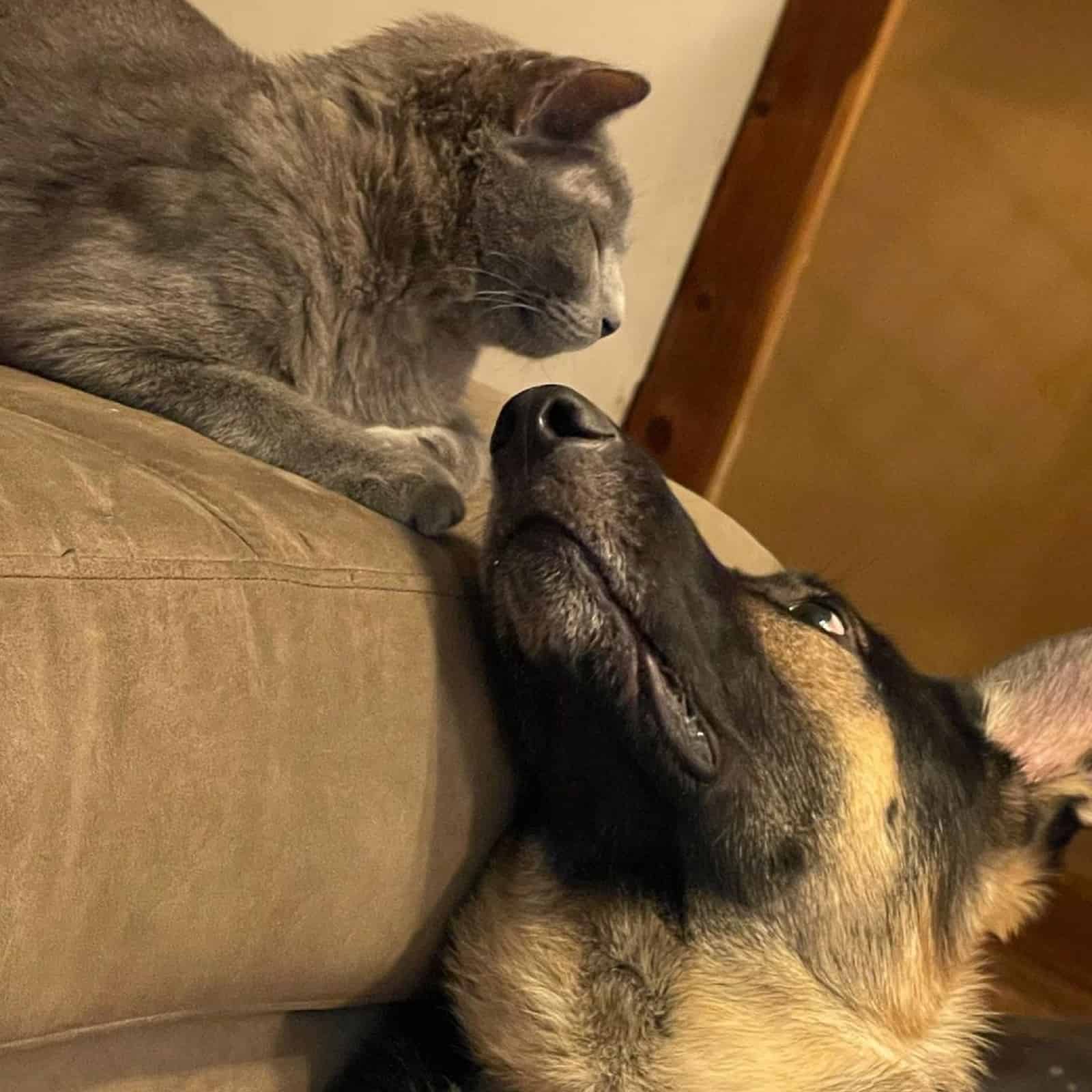 german shepherd dog looking at cat sleeping on the couch