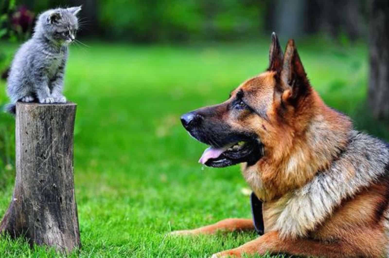 german shepherd dog looking at small kitten in the yard