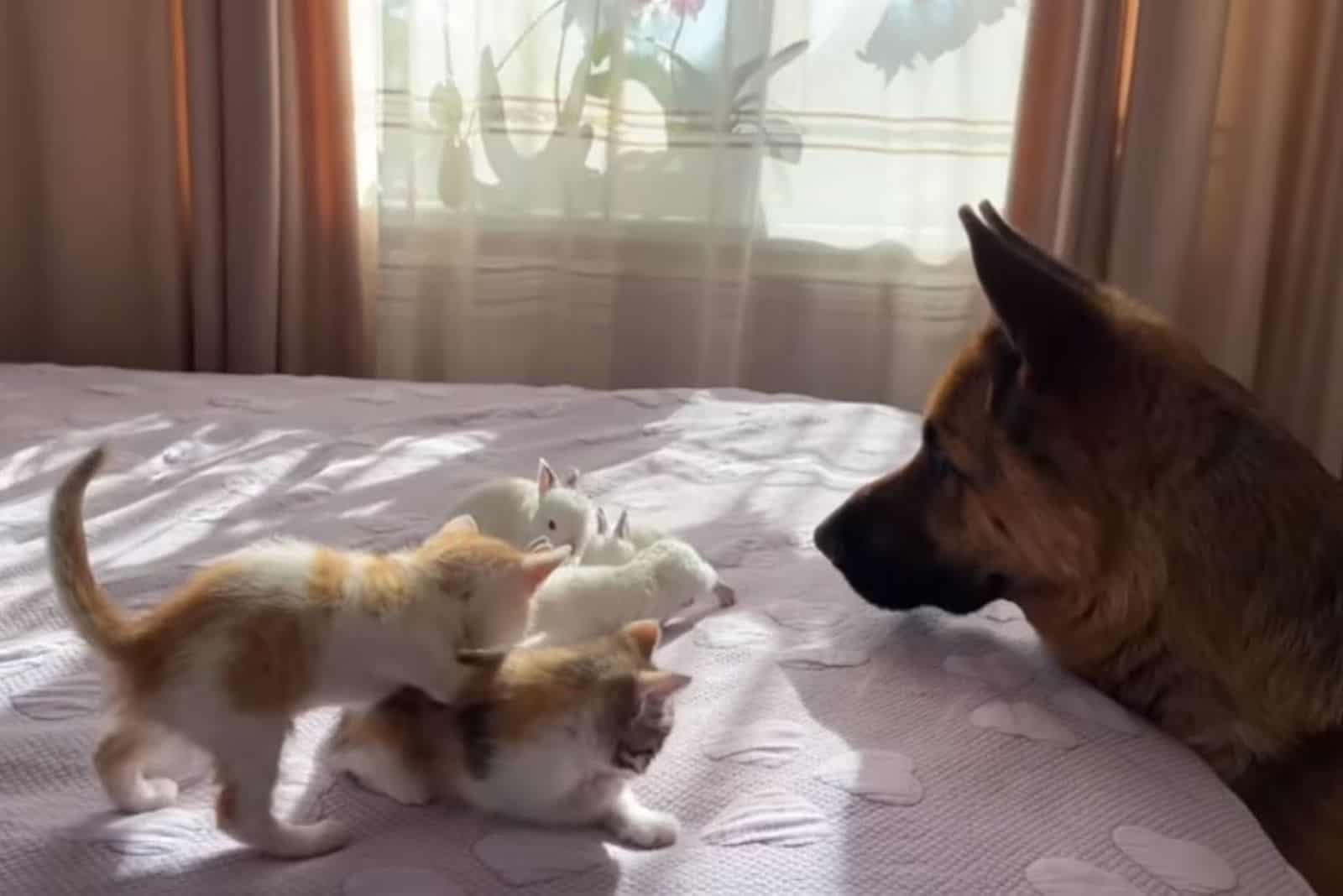 german shepherd dog looking at tinny bunnies and kittens on the bed