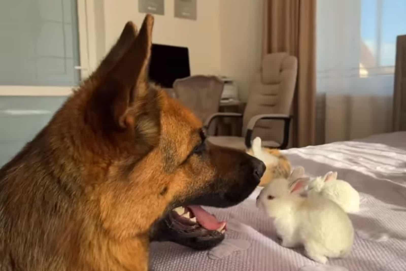 german shepherd dog looking at tiny bunnies on the bed