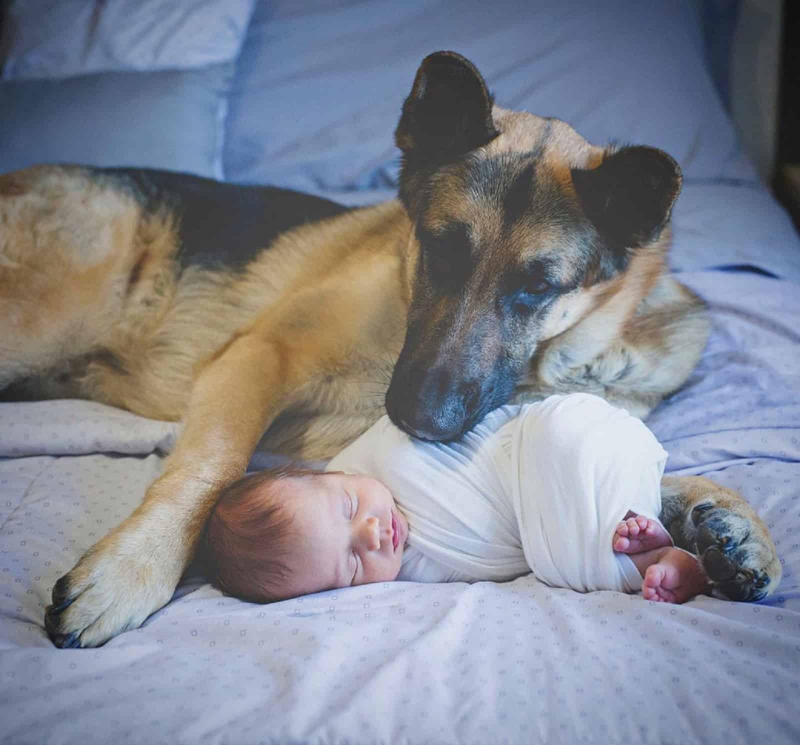 german shepherd dog lying beside a baby on the bed
