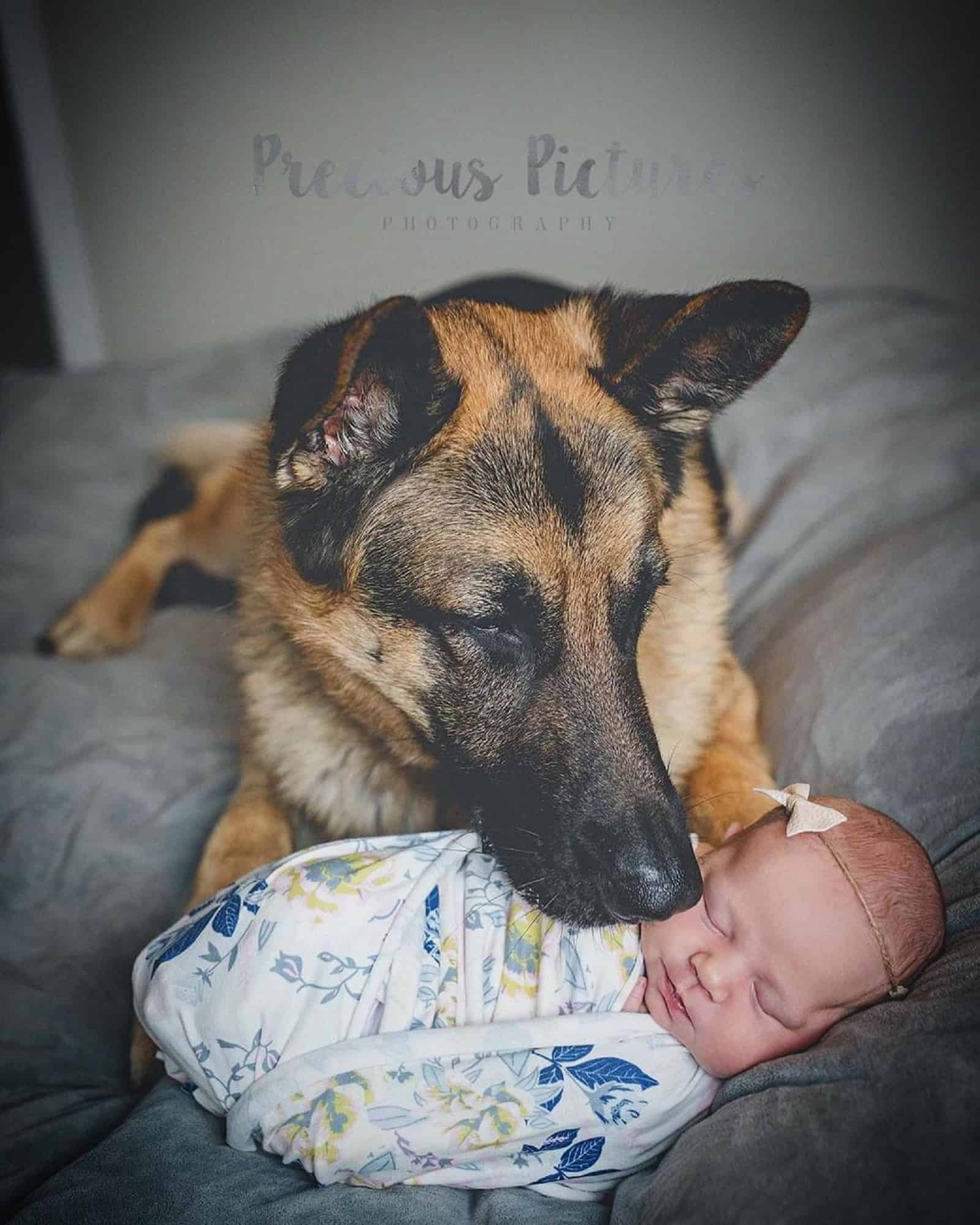 german shepherd dog lying beside newborn baby girl on the bed