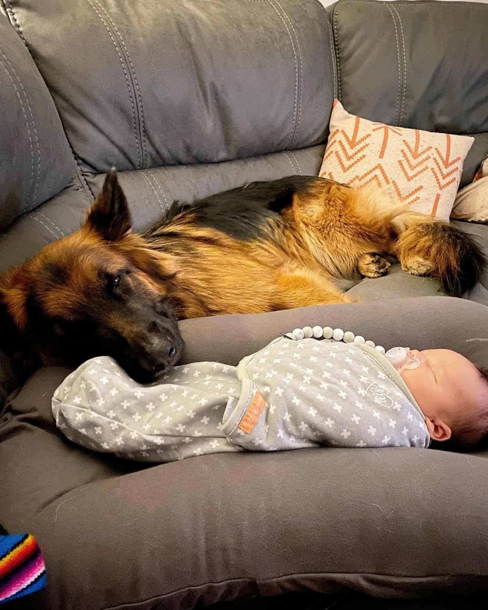 german shepherd dog lying beside newborn baby on the couch