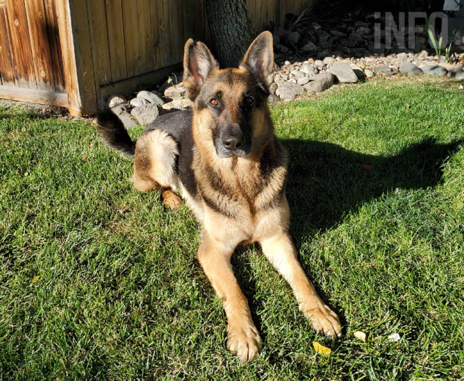 german shepherd dog lying down on the grass