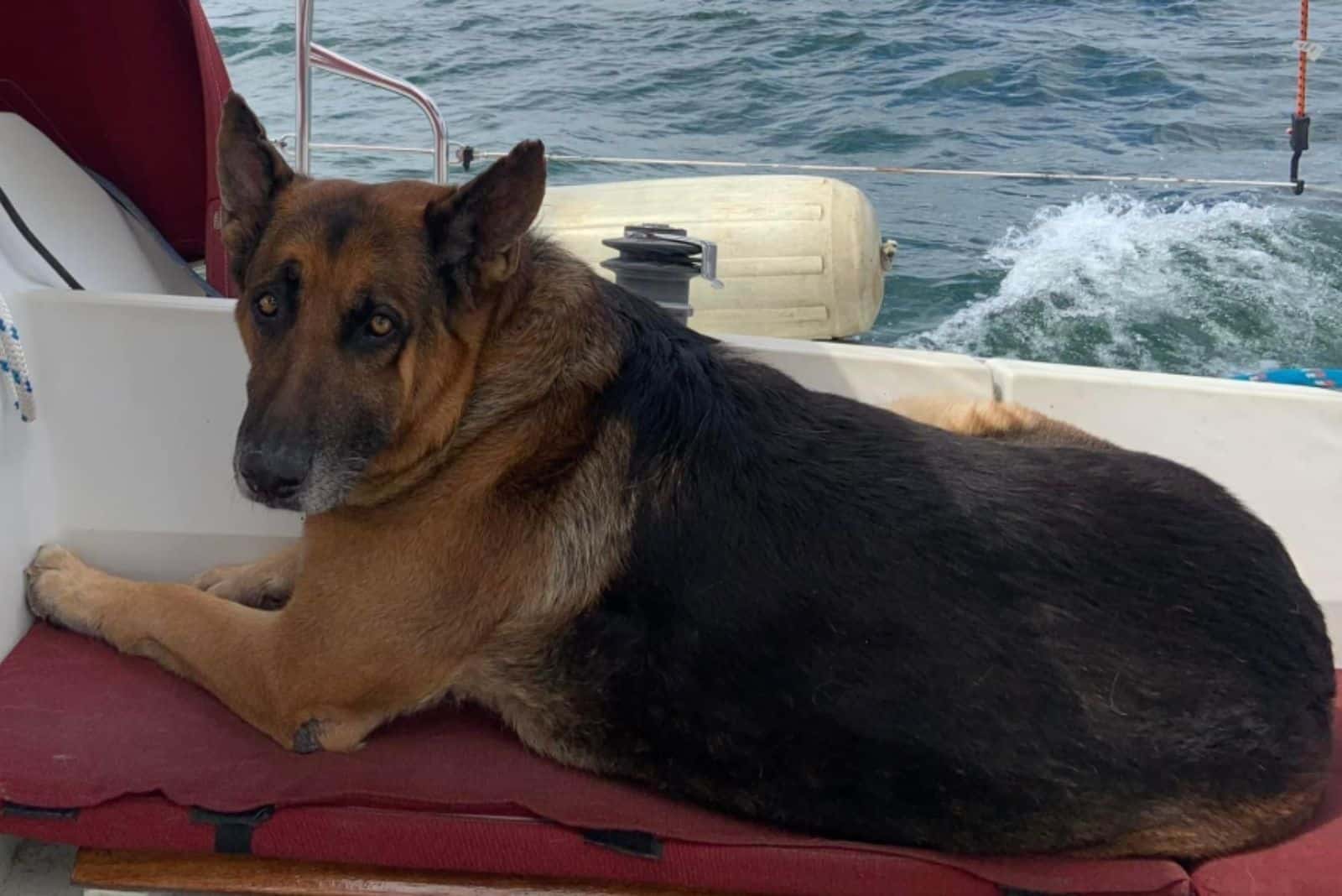 german shepherd dog lying down on sailbot