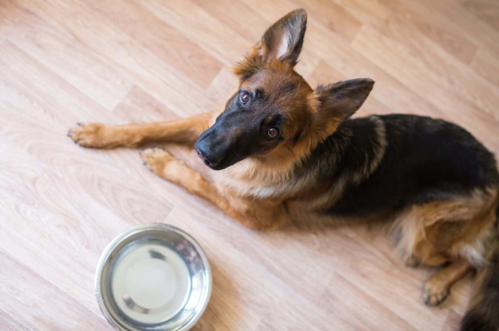 german shepherd dog lying on the floor near the empty bowl