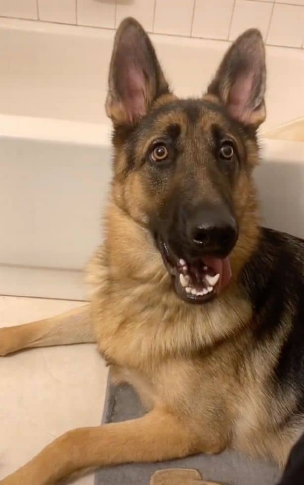 german shepherd dog lying on the floor in the bathroom