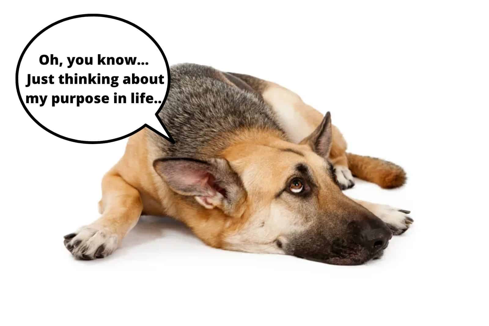 german shepherd dog lying on the floor and looking pensive