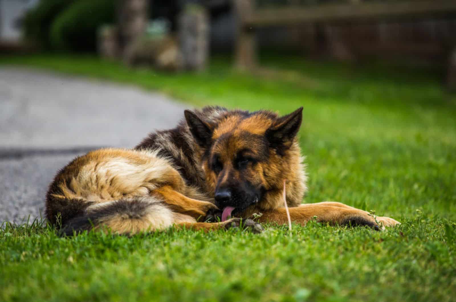 german shepherd dog lying on the grass in the park