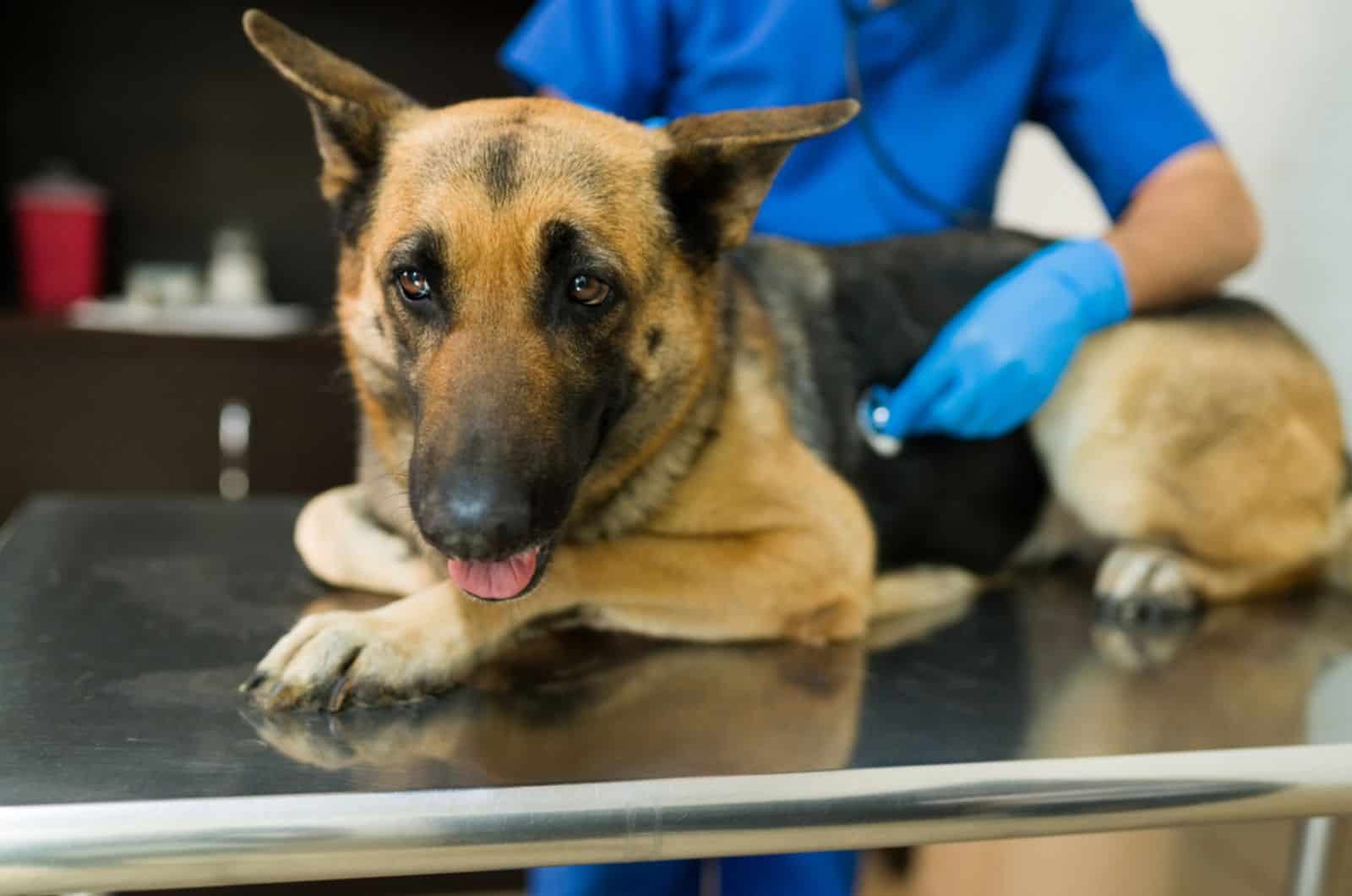 german shepherd dog lying on the table at vet clinic