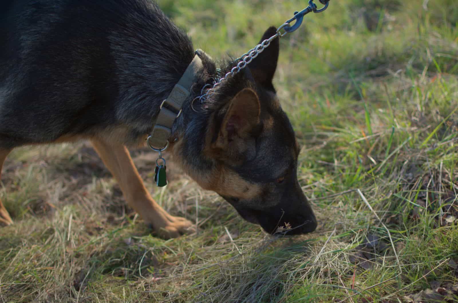 german shepherd dog on a leash sniffing around