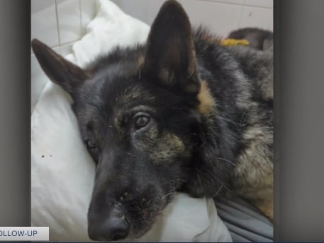 german shepherd dog on recovery