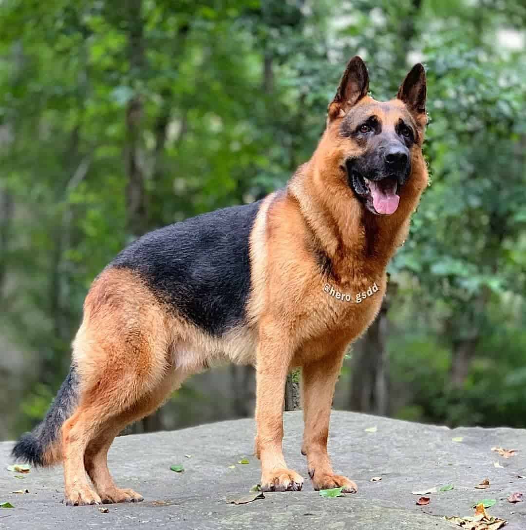 German Shepherd dog outdoors