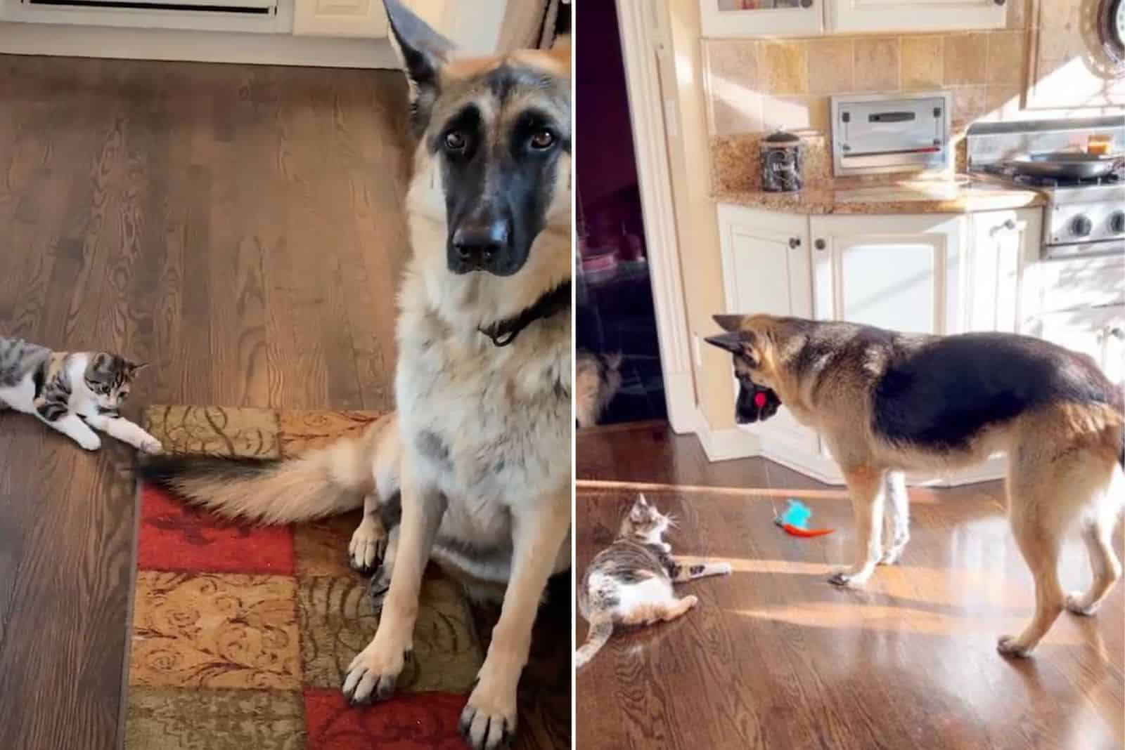 german shepherd dog playing with a kitten in house