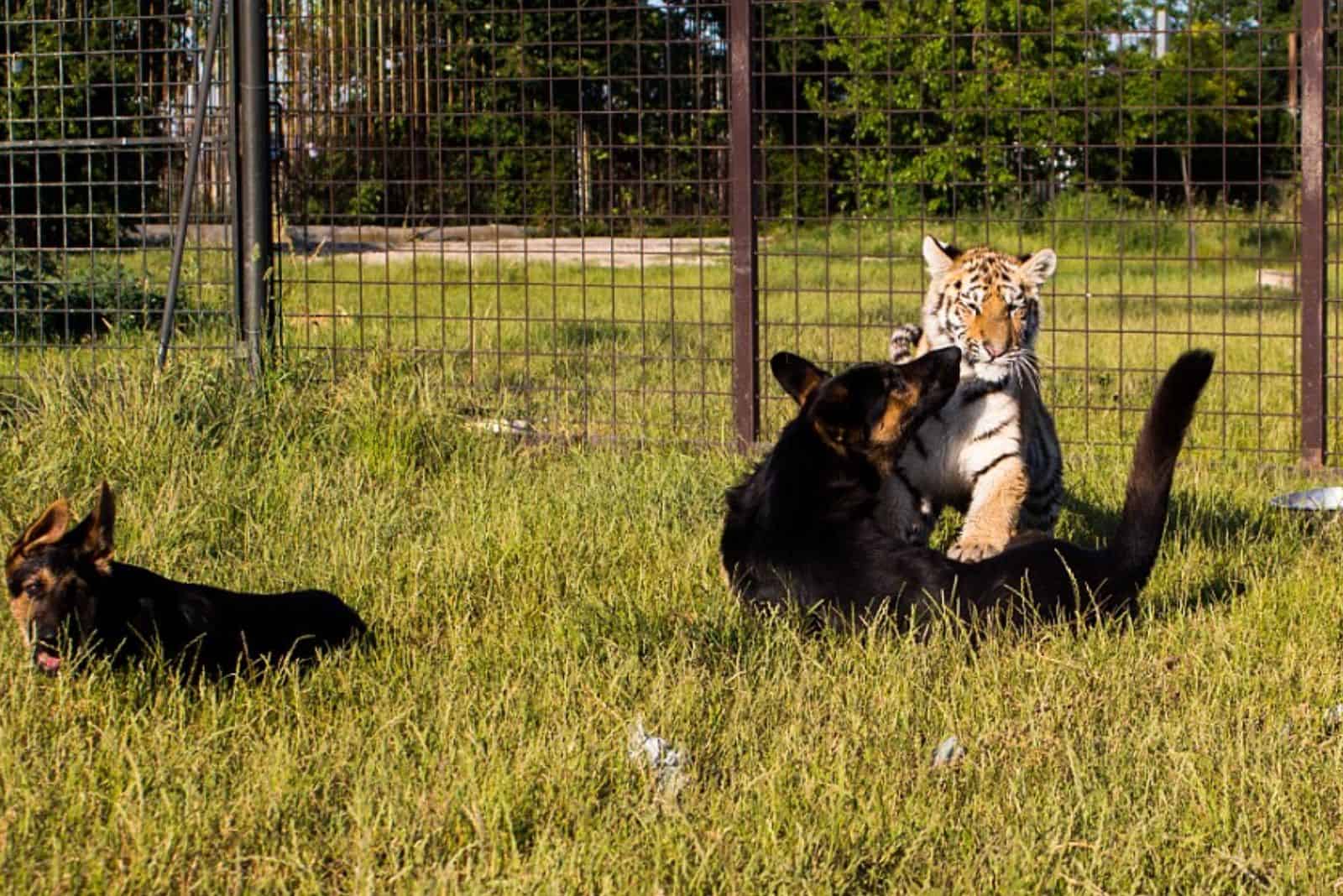 german shepherd dog playing with a tiger in the grass