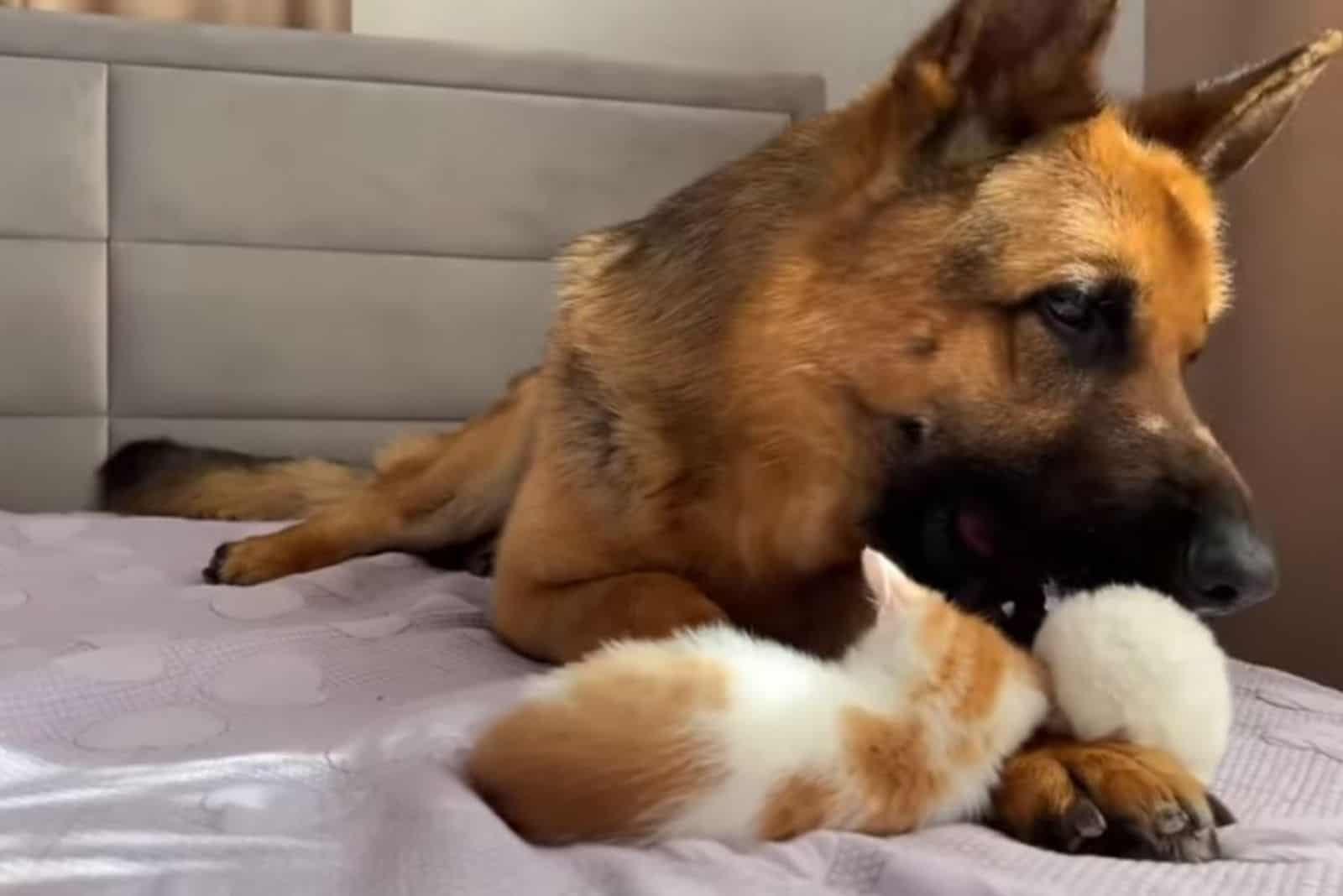 german shepherd dog playing with kitten and bunny on the bed