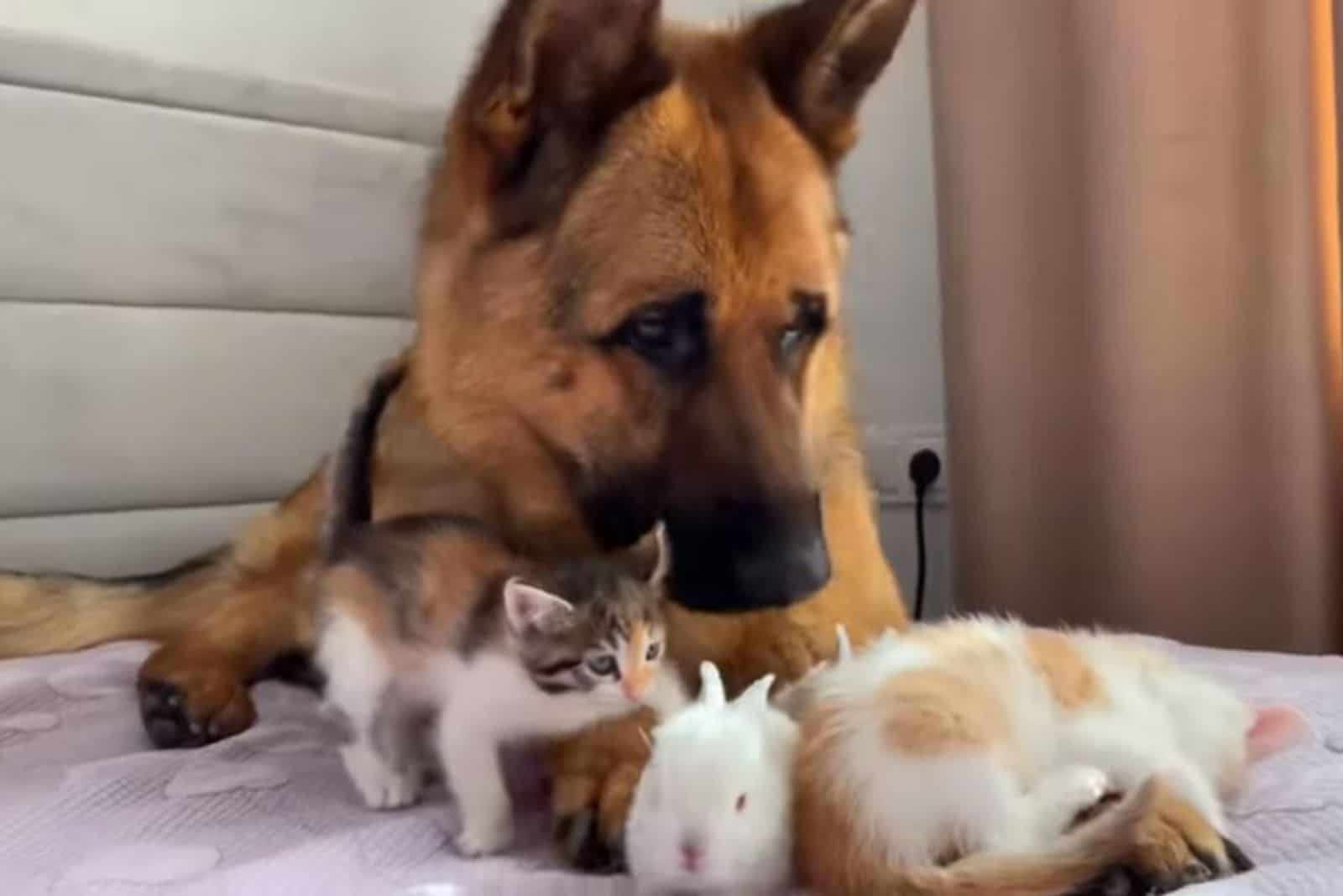 german shepherd dog playing with kittens and bunnies on the bed