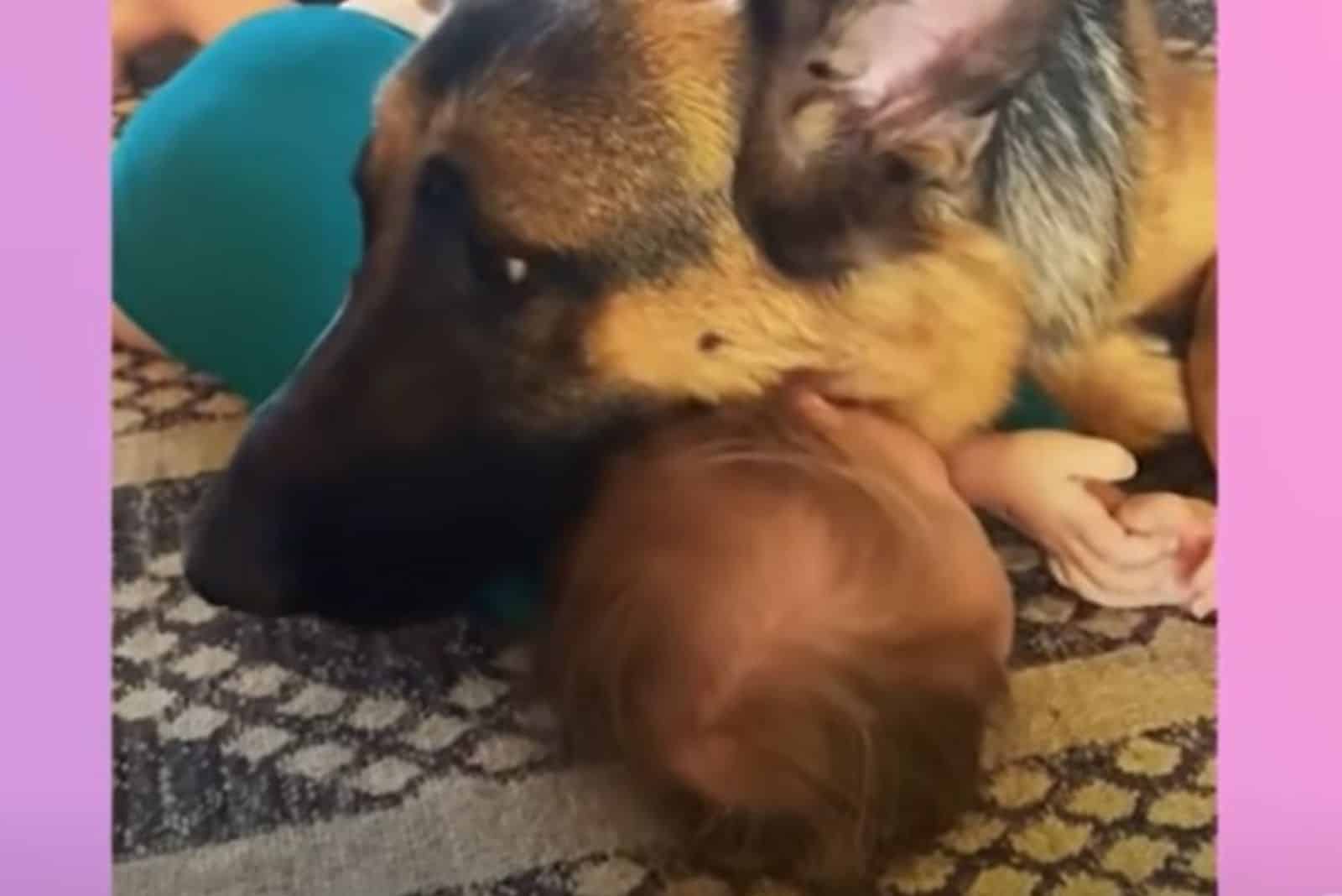 german shepherd dog playing with little girl on the carpet