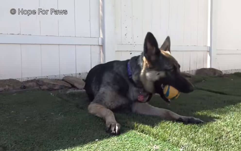 german shepherd dog playing with a ball