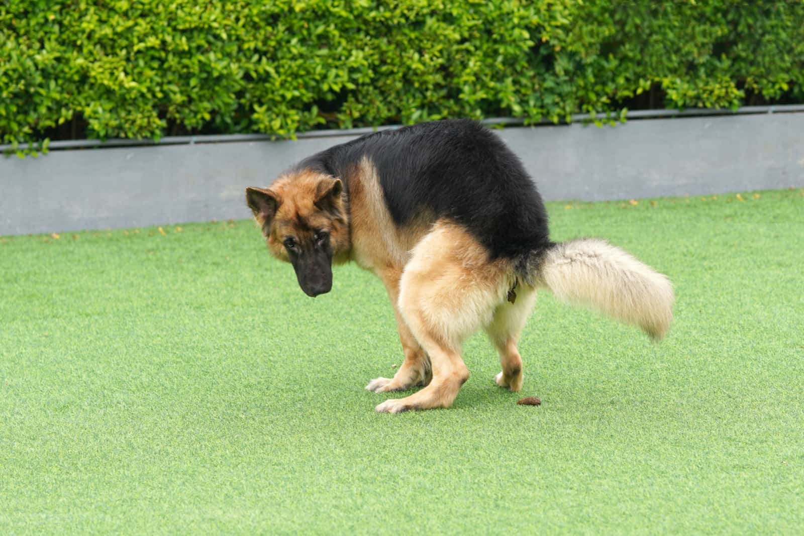 German shepherd dog pooping in back yard