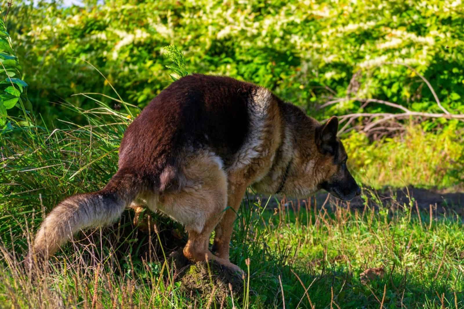 german shepherd dog pooping into a hole in a hillock