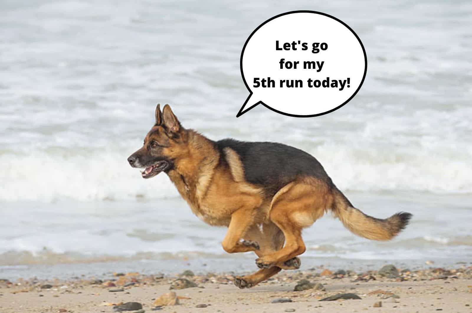 german shepherd dog running on the beach