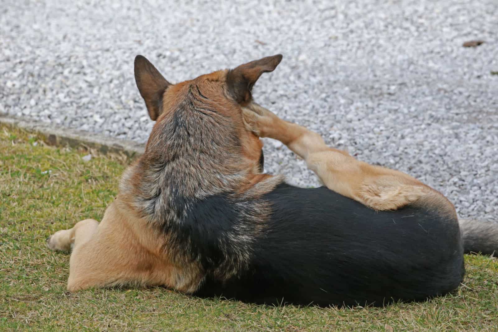 German Shepherd dog scratching itself