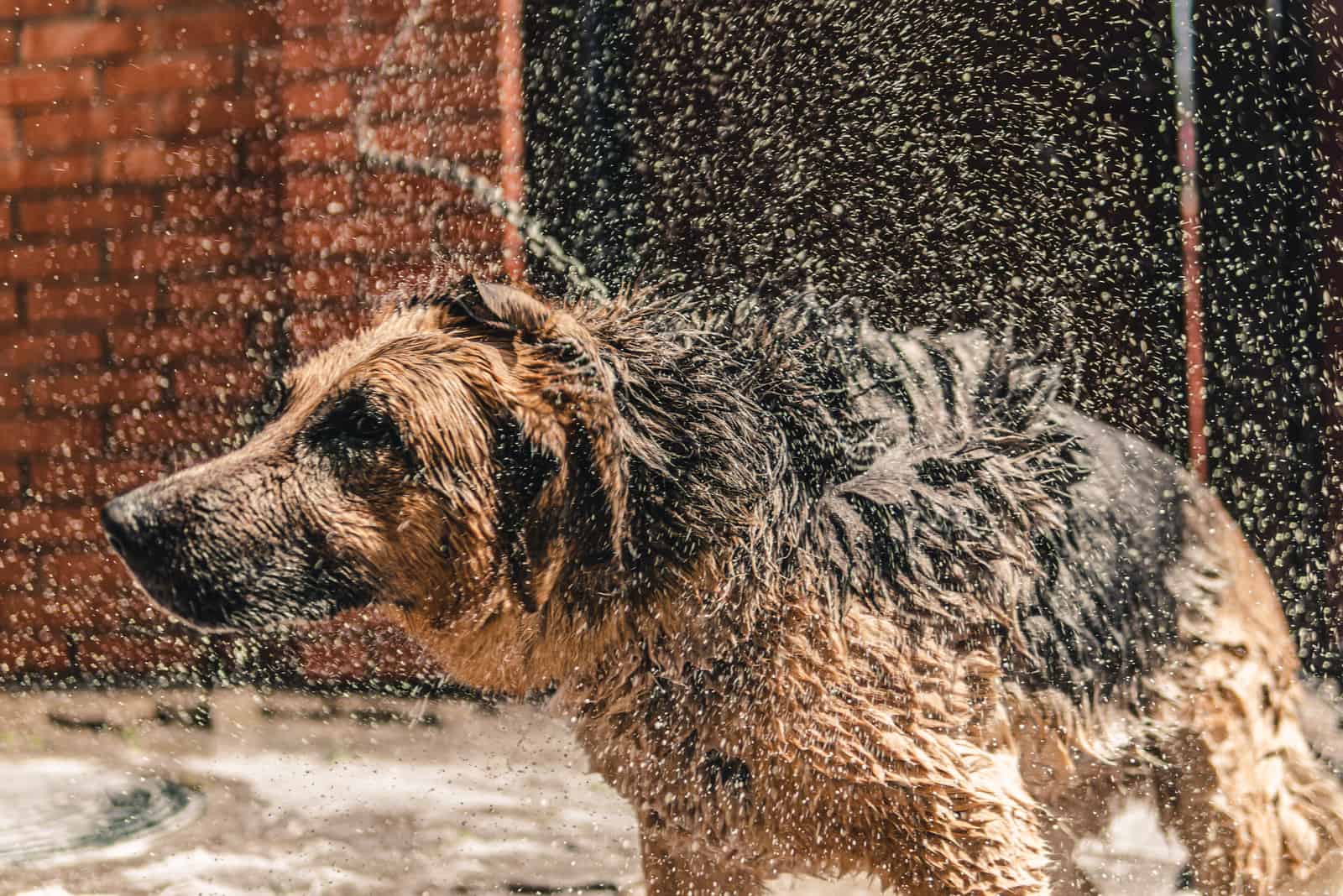 german shepherd dog shaking off water