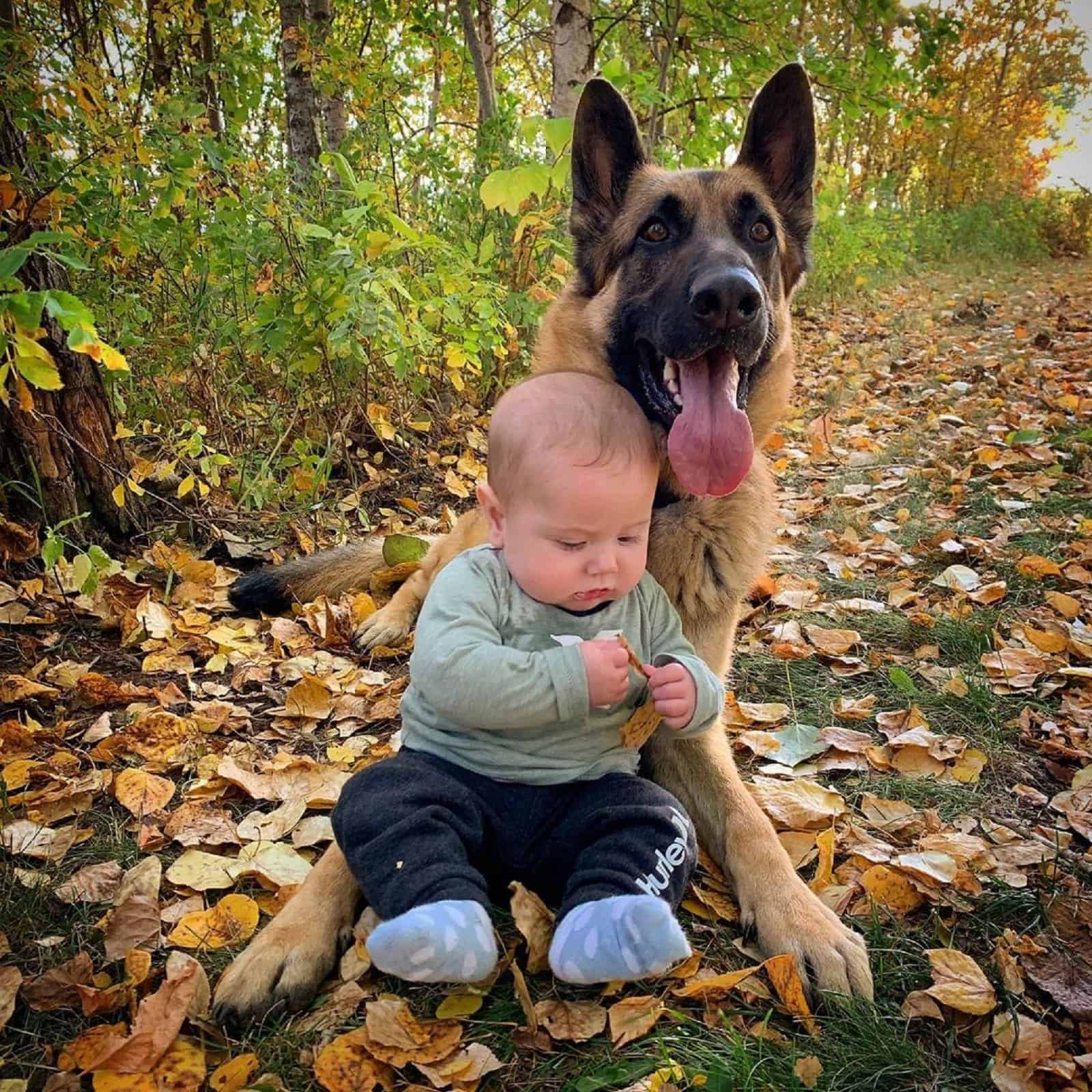 german shepherd dog sitting beside a baby boy in nature