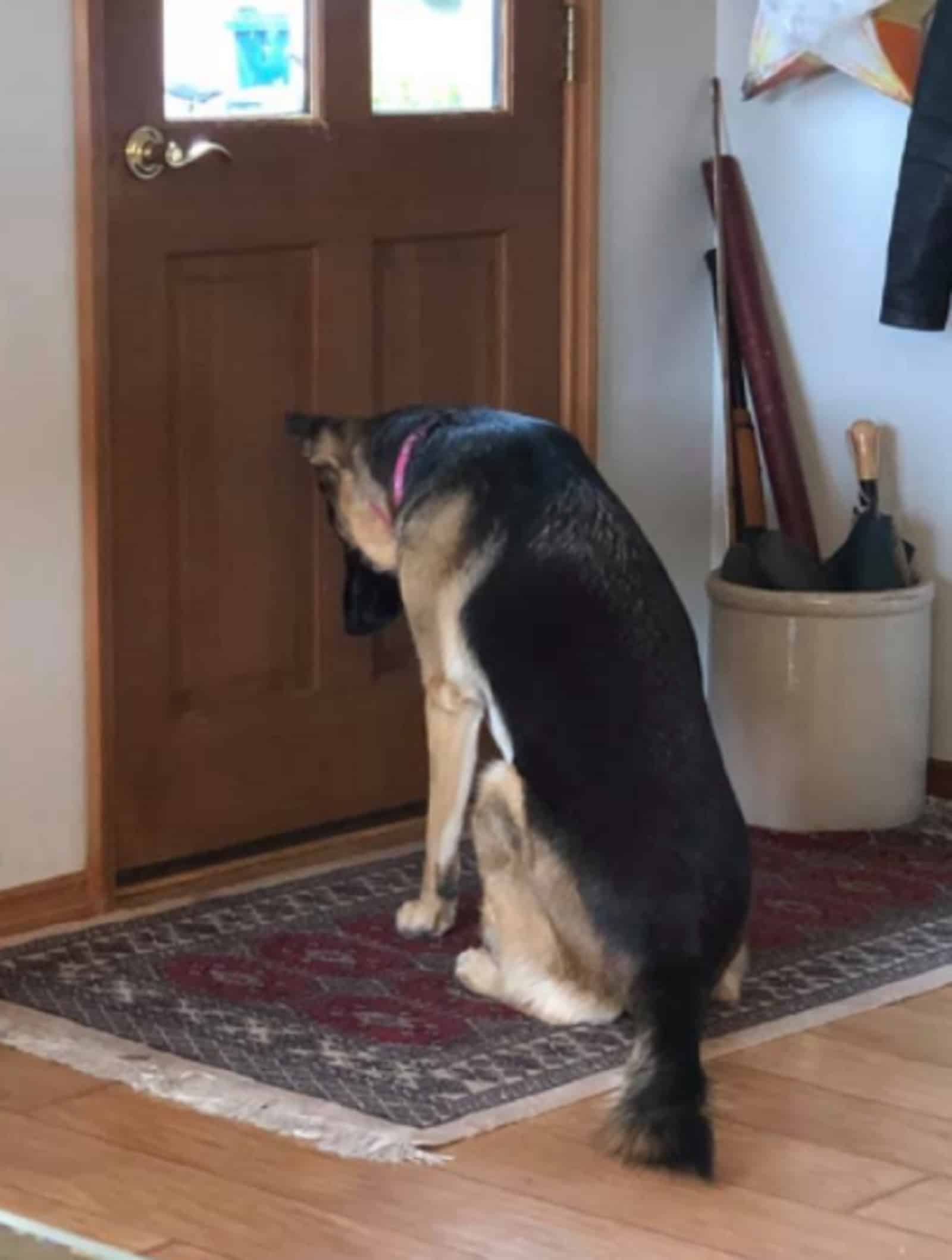 german shepherd dog sitting by the door and waiting for his owner