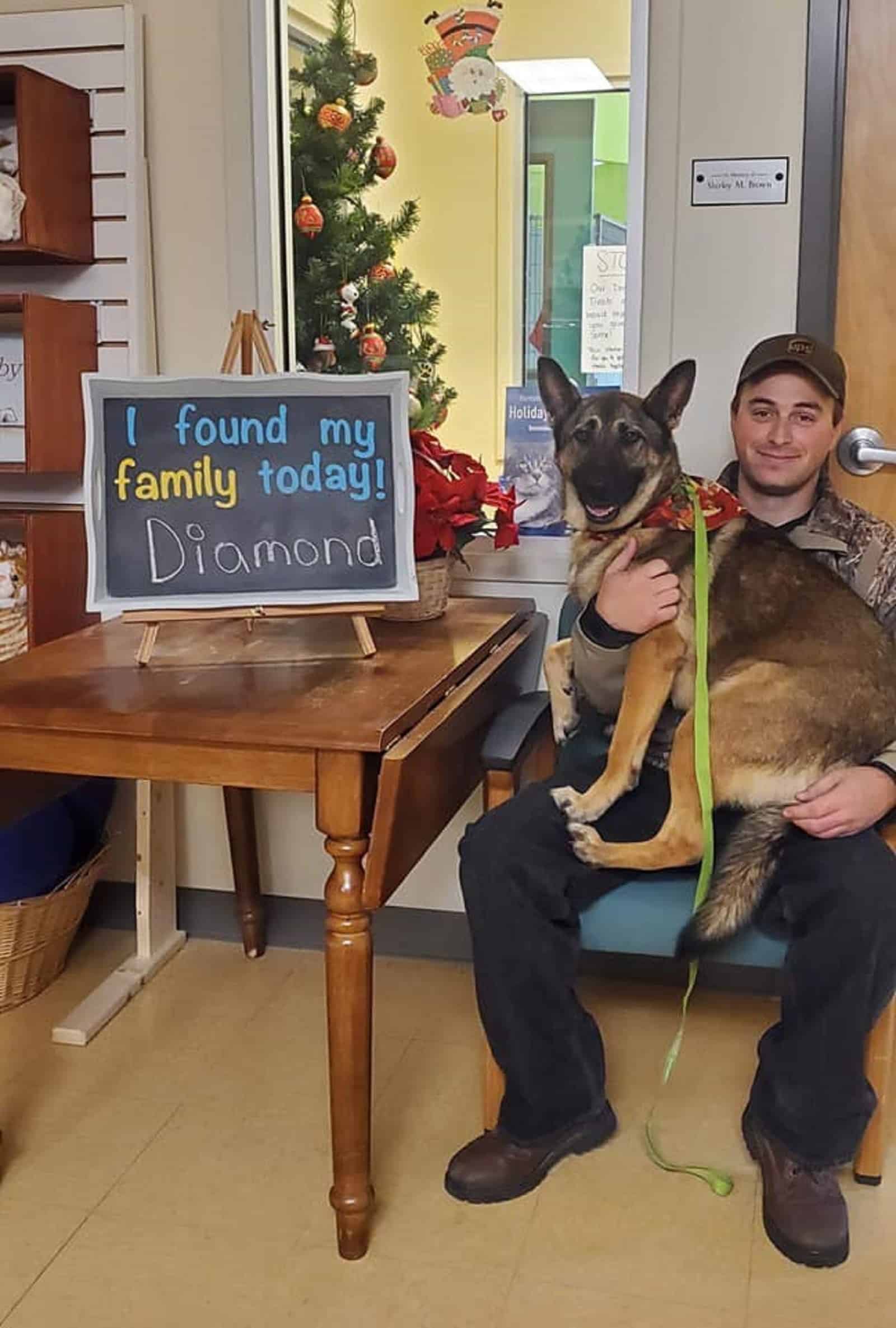 german shepherd dog sitting in owners lap on the chair