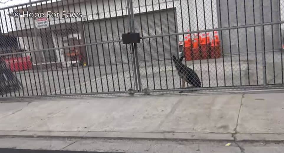 german shepherd dog sitting on concrete near the fence