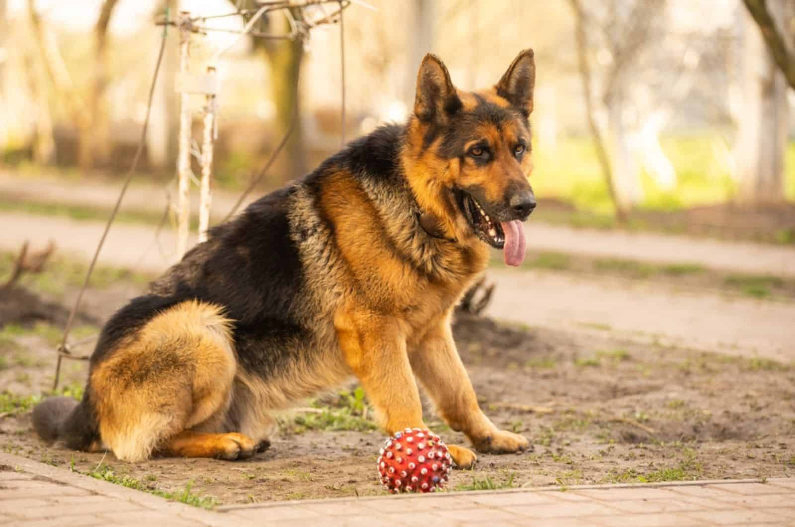 german shepherd dog sitting on the ground in the yard