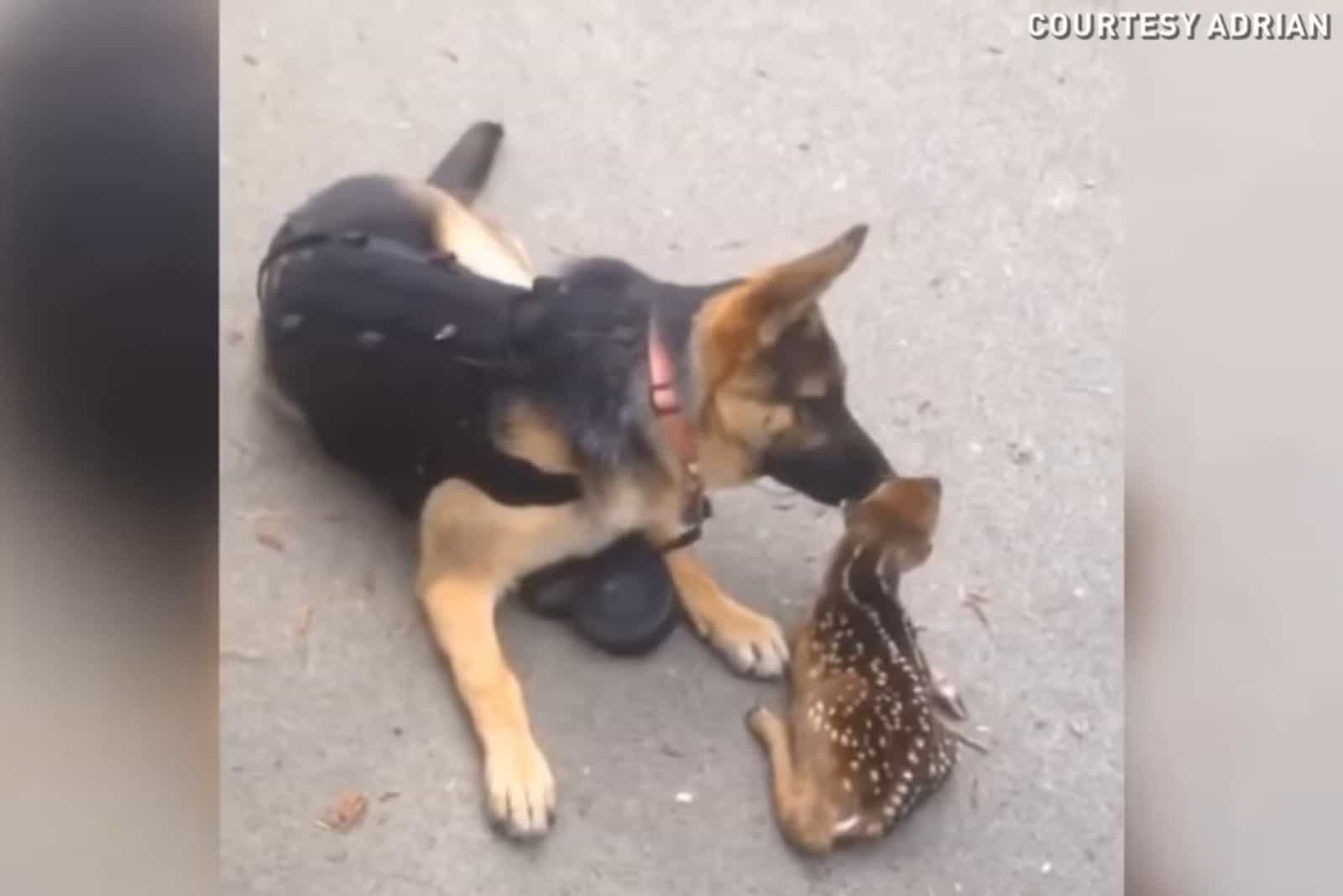 german shepherd dog sniffing a fawn on the road