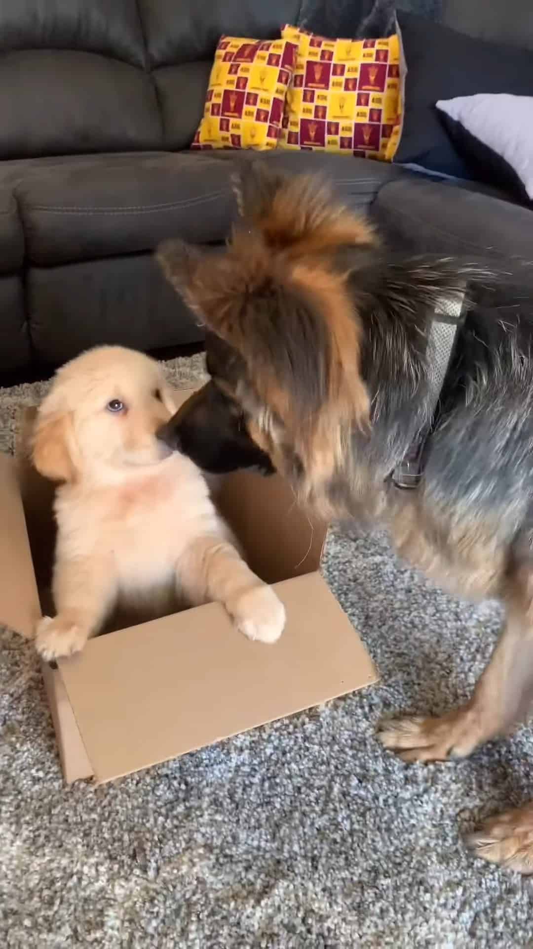 german shepherd dog sniffing golden retriever puppy in a cardboard box
