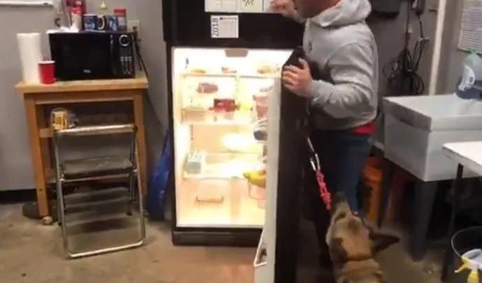 german shepherd dog standing beside open fridge during his test for service dog