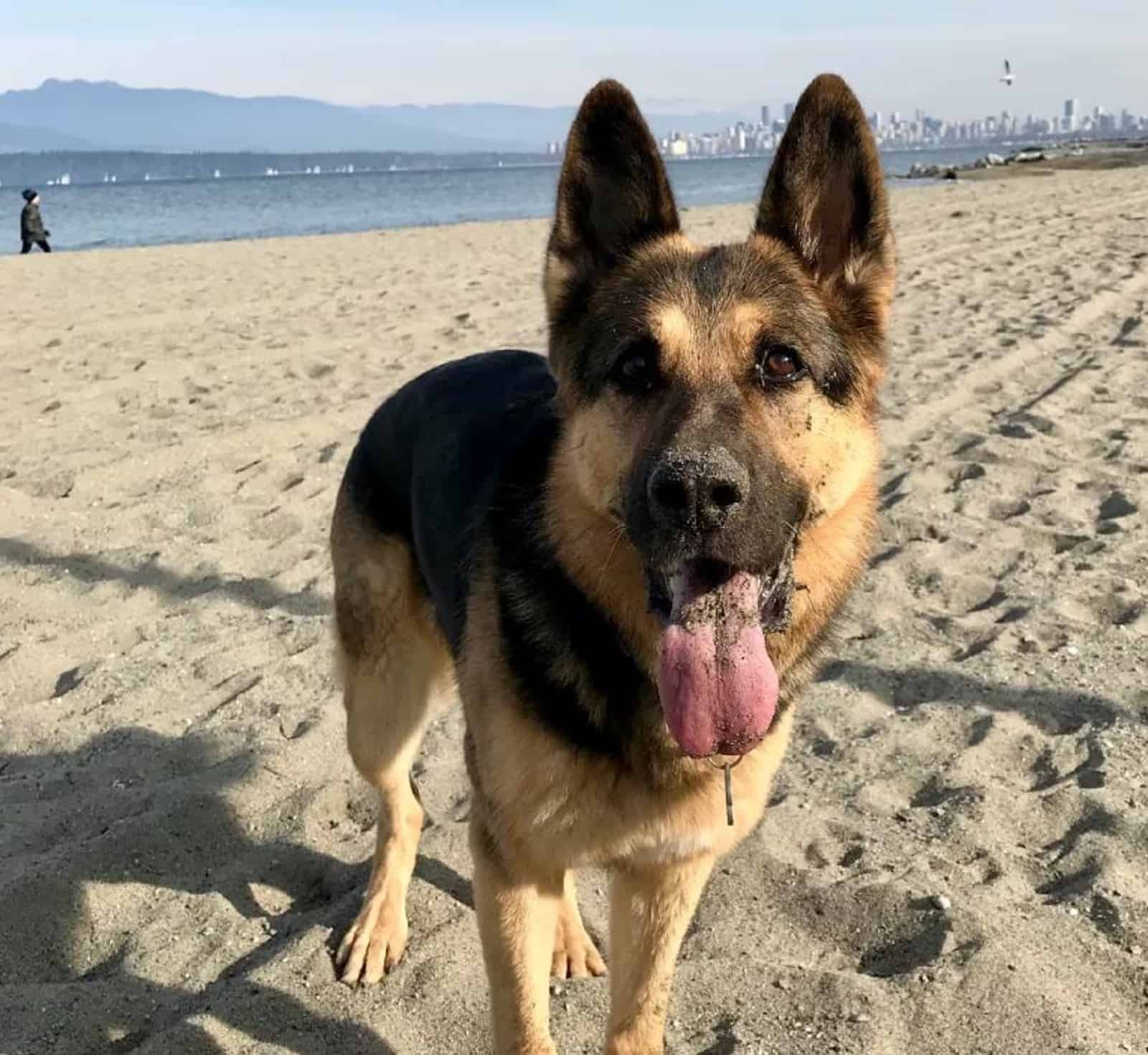 german shepherd dog standing on the beach at sunny day