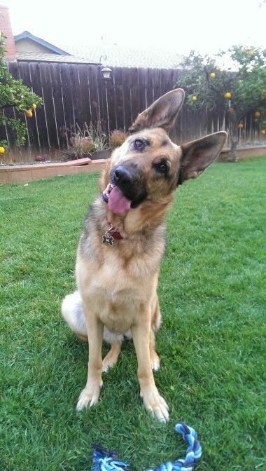 german shepherd dog staring into camera