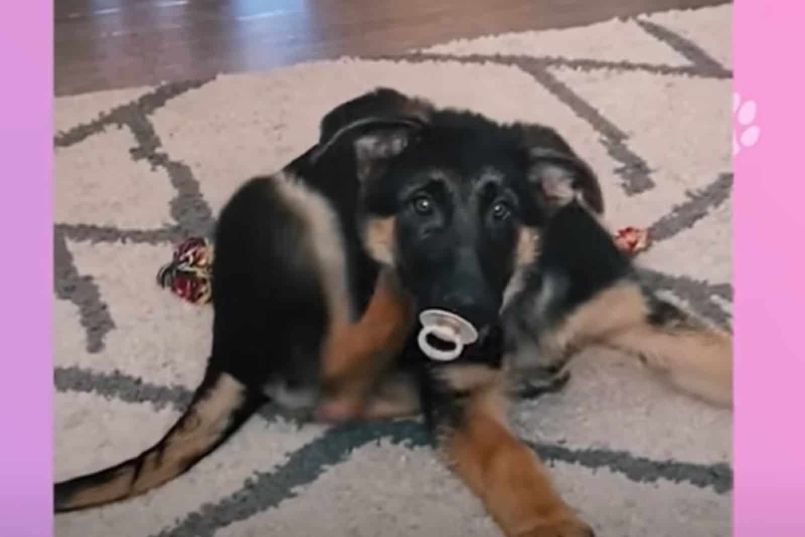 german shepherd dog sucking pacifier on the carpet
