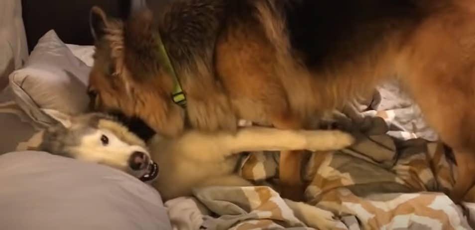 german shepherd dog waking up husky dog lying in the bed