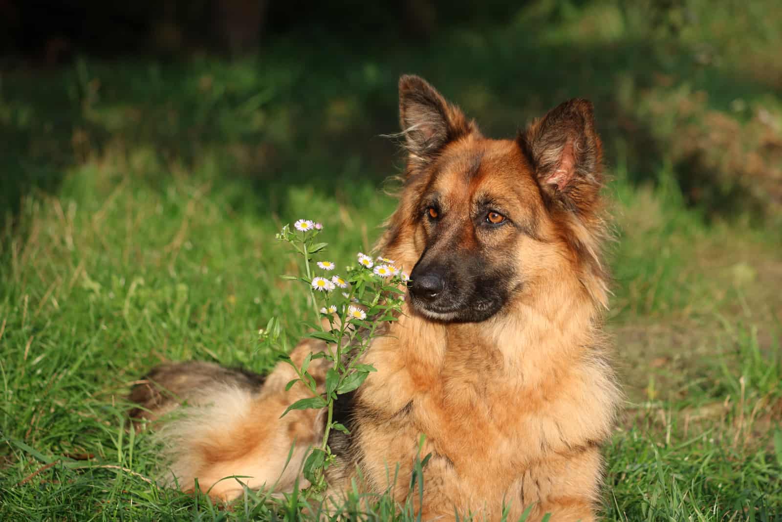 german shepherd dog with a flower