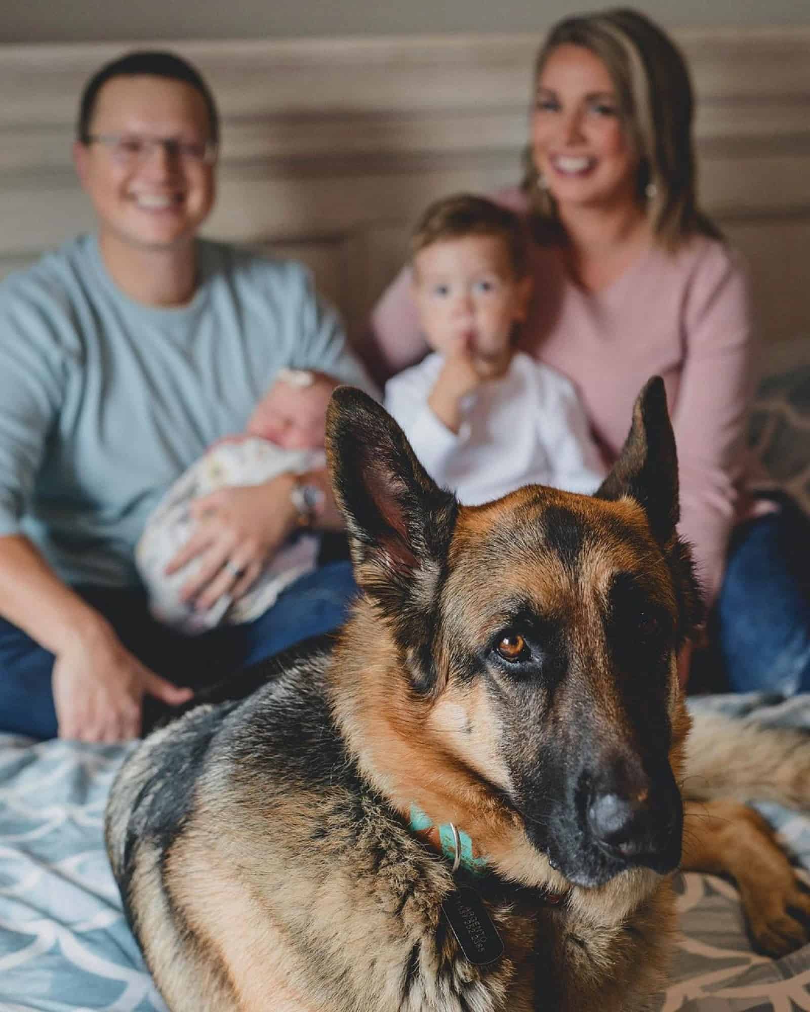 german shepherd dog with his family on the bed