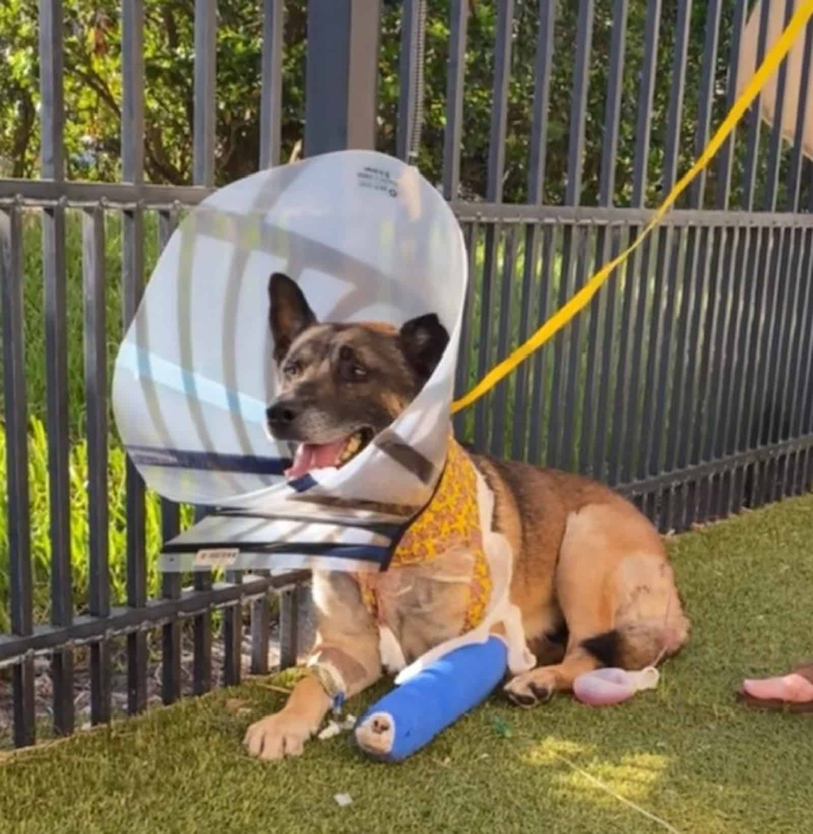 german shepherd dog with recovery collar and bandage on his leg lying on the grass