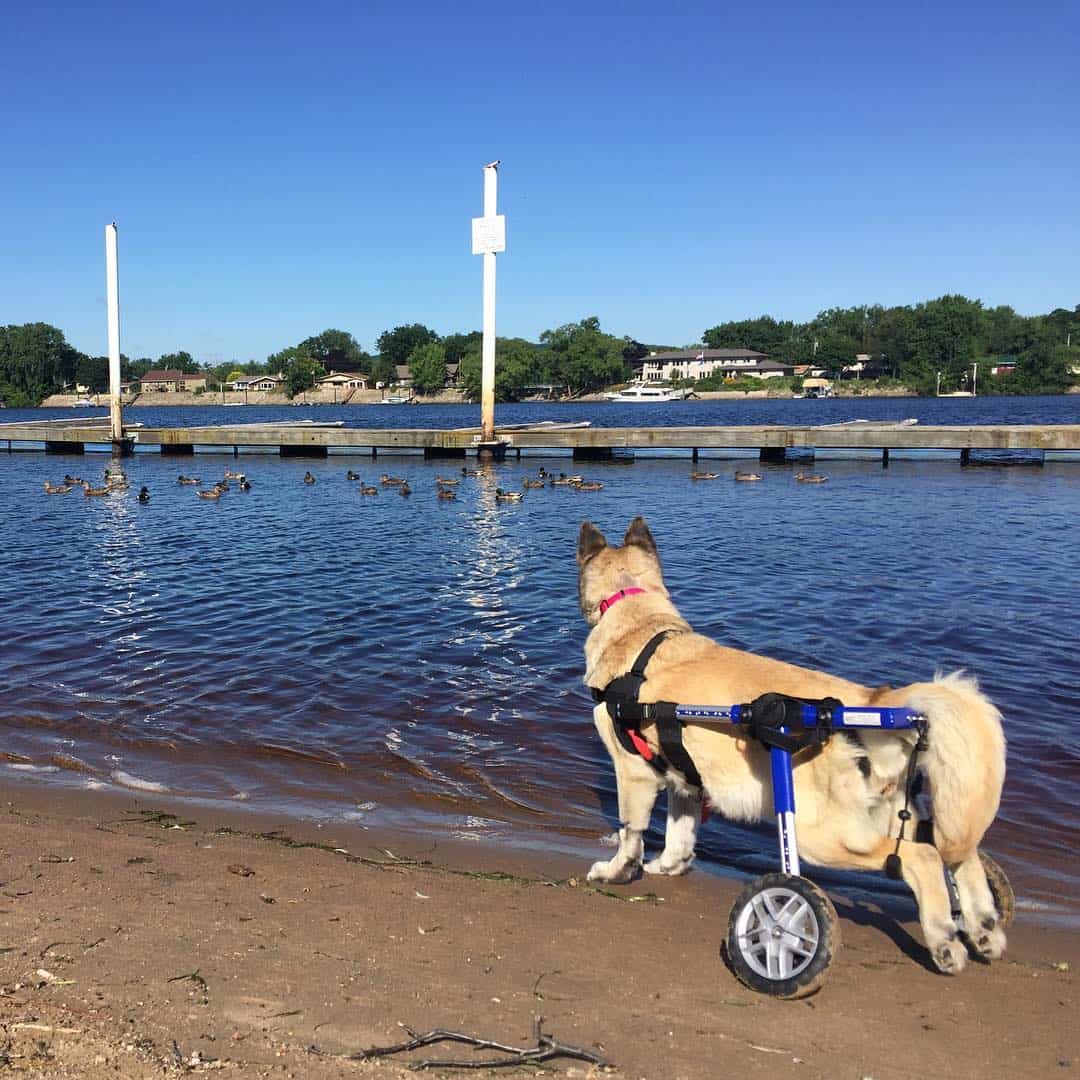 german shepherd dog with wheelchair standing on the beach and looking at water