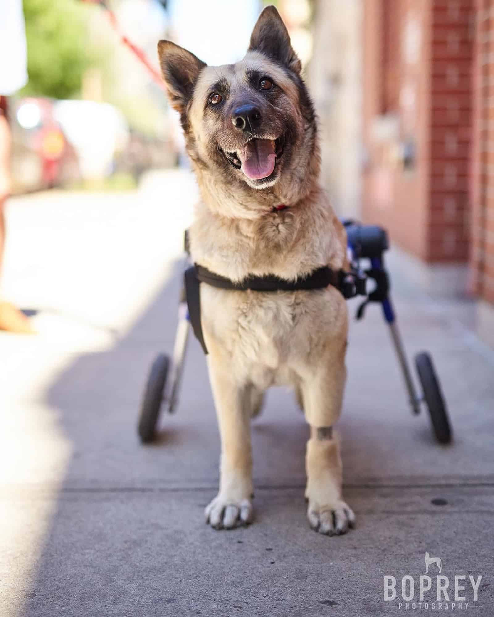 german shepherd dog with wheelchair standing on the street