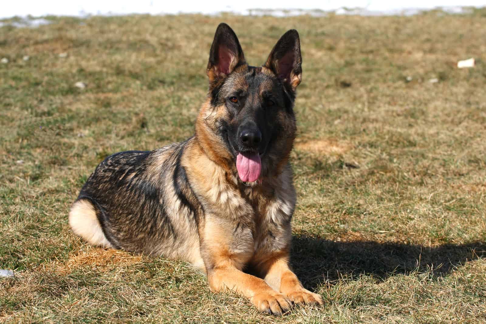 German Shepherd Dog lying outdoors